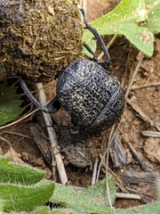 Gymnopleurus flagellatus