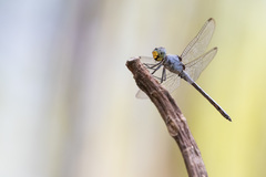 Chalcostephia flavifrons