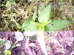 Magnoliopsida