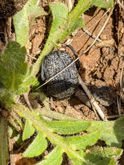 Gymnopleurus flagellatus