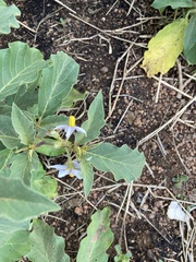 Solanum elaeagnifolium