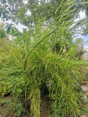 Muehlenbeckia platyclada