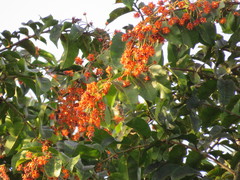 Cariniana rubra