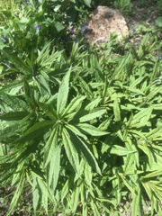 Veronicastrum virginicum