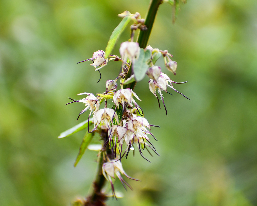 Byttneria ovata