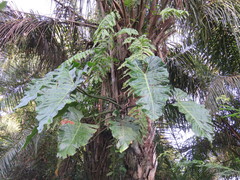 Philodendron maximum