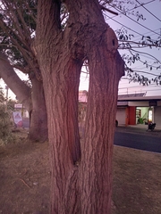 Tabebuia rosea