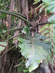 Philodendron maximum