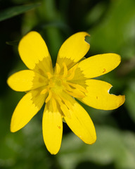 Ficaria verna