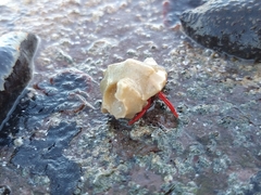 Calcinus californiensis