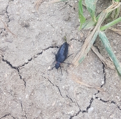 Physomeloe corallifer