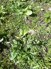 Capsella bursa-pastoris