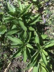 Lysimachia clethroides