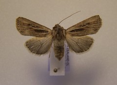 Agrotis innominata