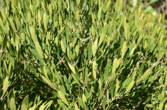 Olea exasperata