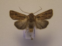 Agrotis innominata