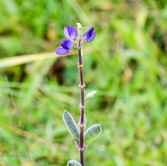 Lupinus pubescens