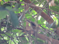 Pheugopedius genibarbis