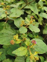 Boerhavia coccinea