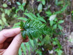 Abrodictyum elongatum