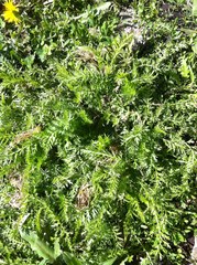 Achillea millefolium