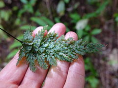 Abrodictyum elongatum