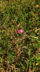 Modiolastrum gilliesii