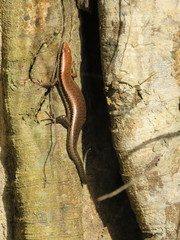 Notomabuya frenata
