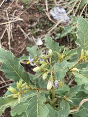 Solanum elaeagnifolium