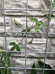 Passiflora × kewensis