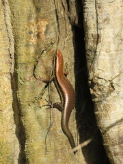 Notomabuya frenata