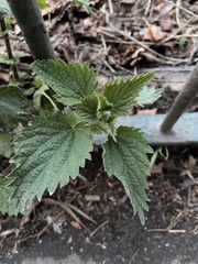 Urtica dioica