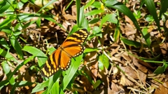 Eresia ithomioides alsina
