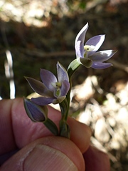 Thelymitra hatchii