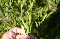 Olea exasperata