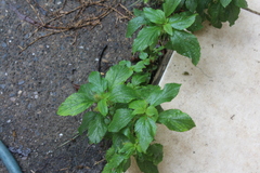 Parietaria officinalis