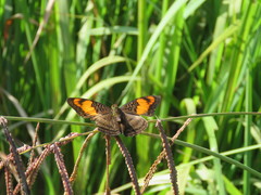 Adelpha mesentina