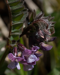Vicia sepium