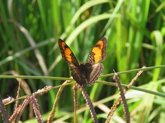 Adelpha mesentina