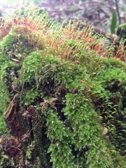 Herzogiella seligeri