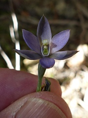 Thelymitra hatchii