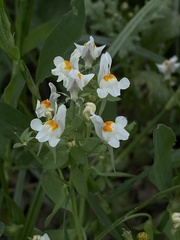 Linaria reflexa reflexa