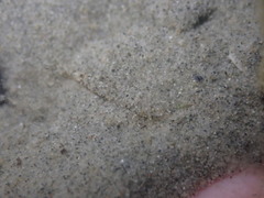 Philocheras australis