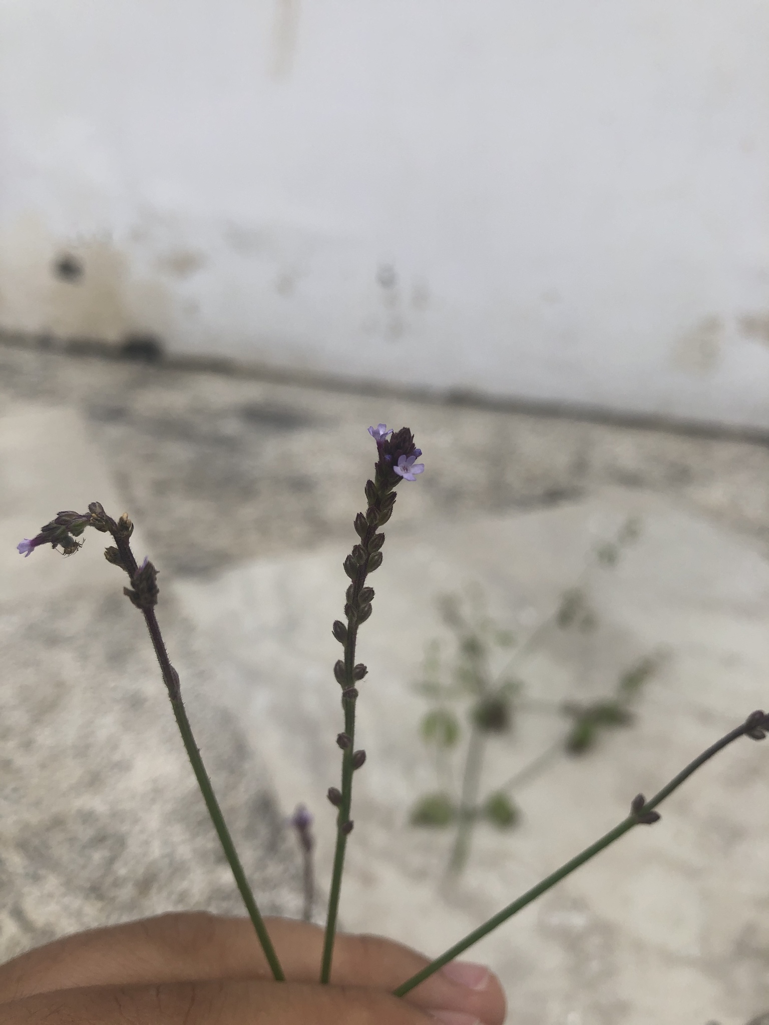Verbena image