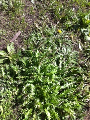 Capsella bursa-pastoris