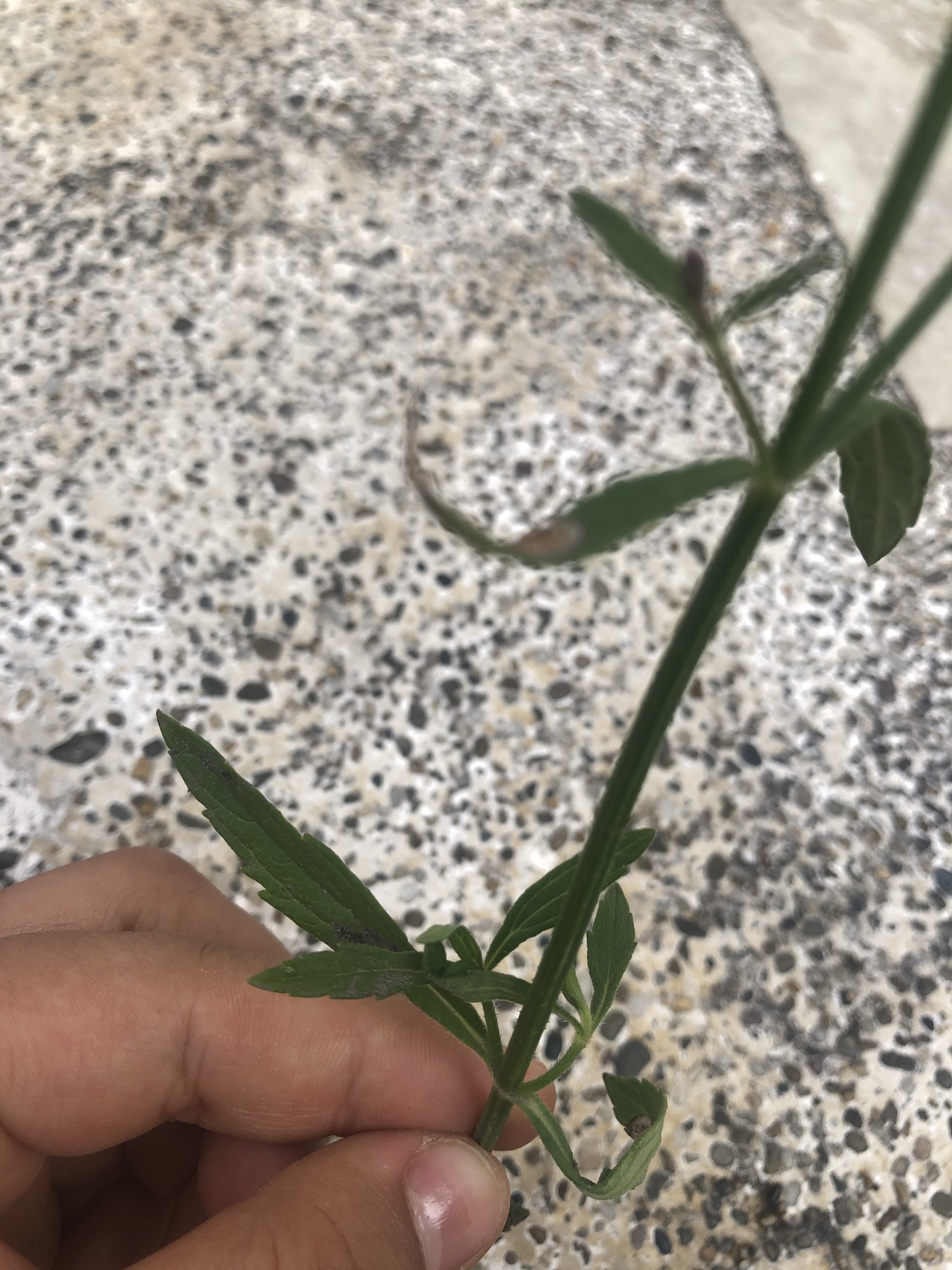 Verbena litoralis image