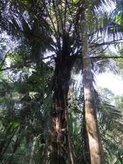 Astrocaryum murumuru