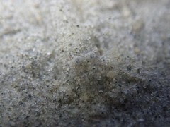 Philocheras australis