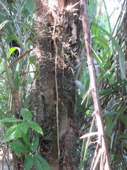 Astrocaryum murumuru