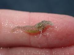 Philocheras australis